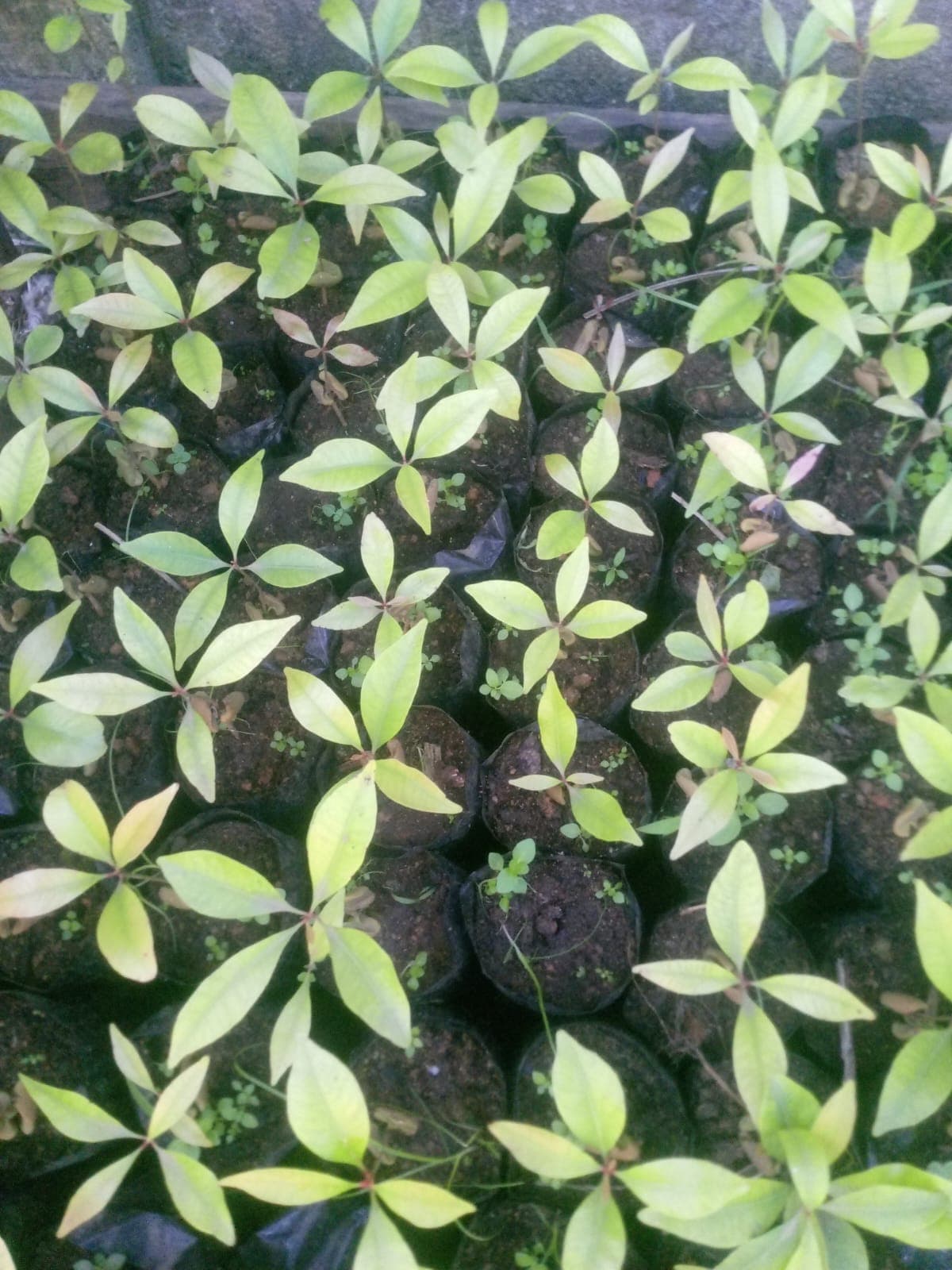 Espaces verts